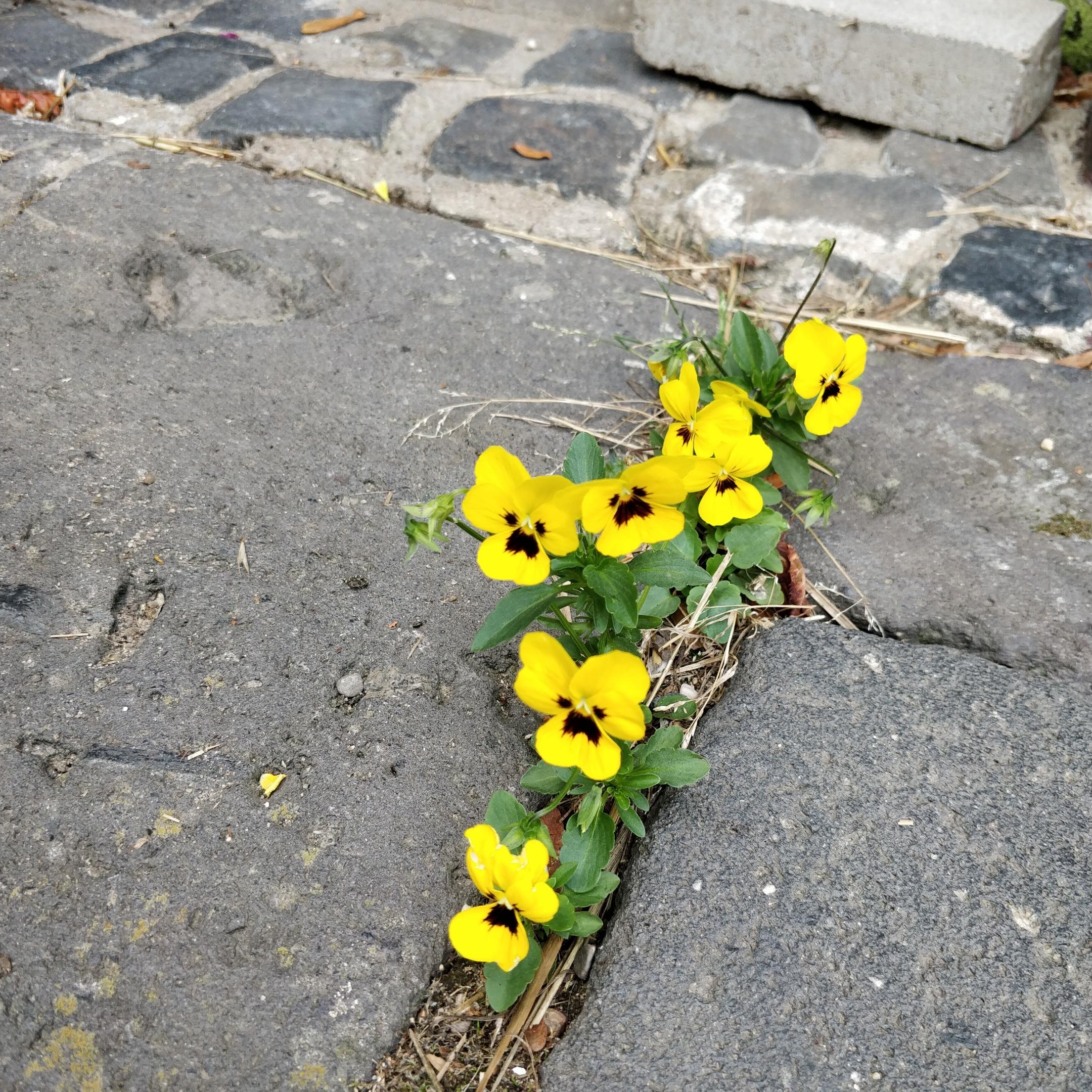 Blumen