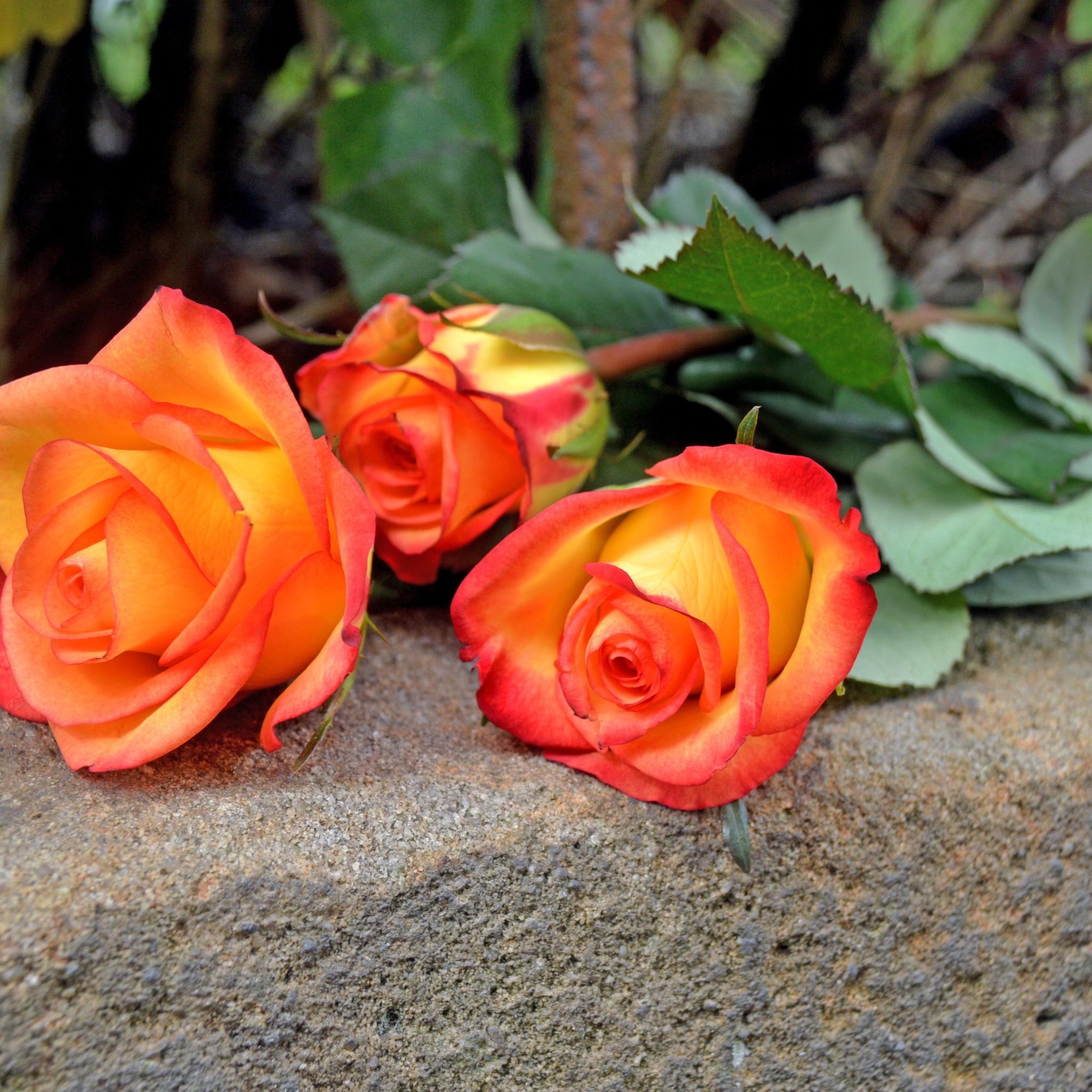 katja_kolumna-rosen-4447130