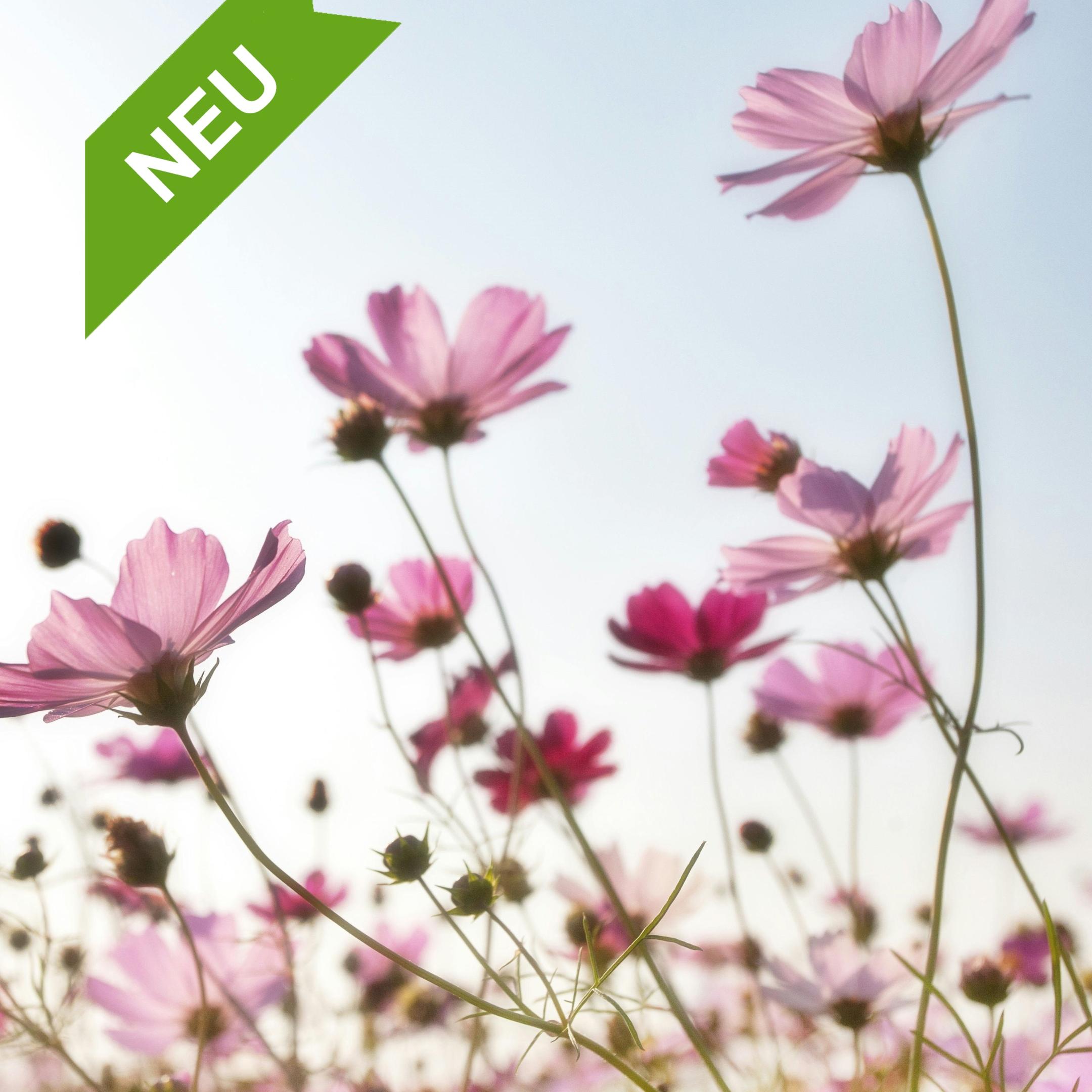 Auf einer Wiese stehen viele rosa Blumen mit langen Stielen. Im Hintergrund ist ein heller Himmel zu sehen. Oben links ist ein grünes Band mit dem Wort „NEU“.