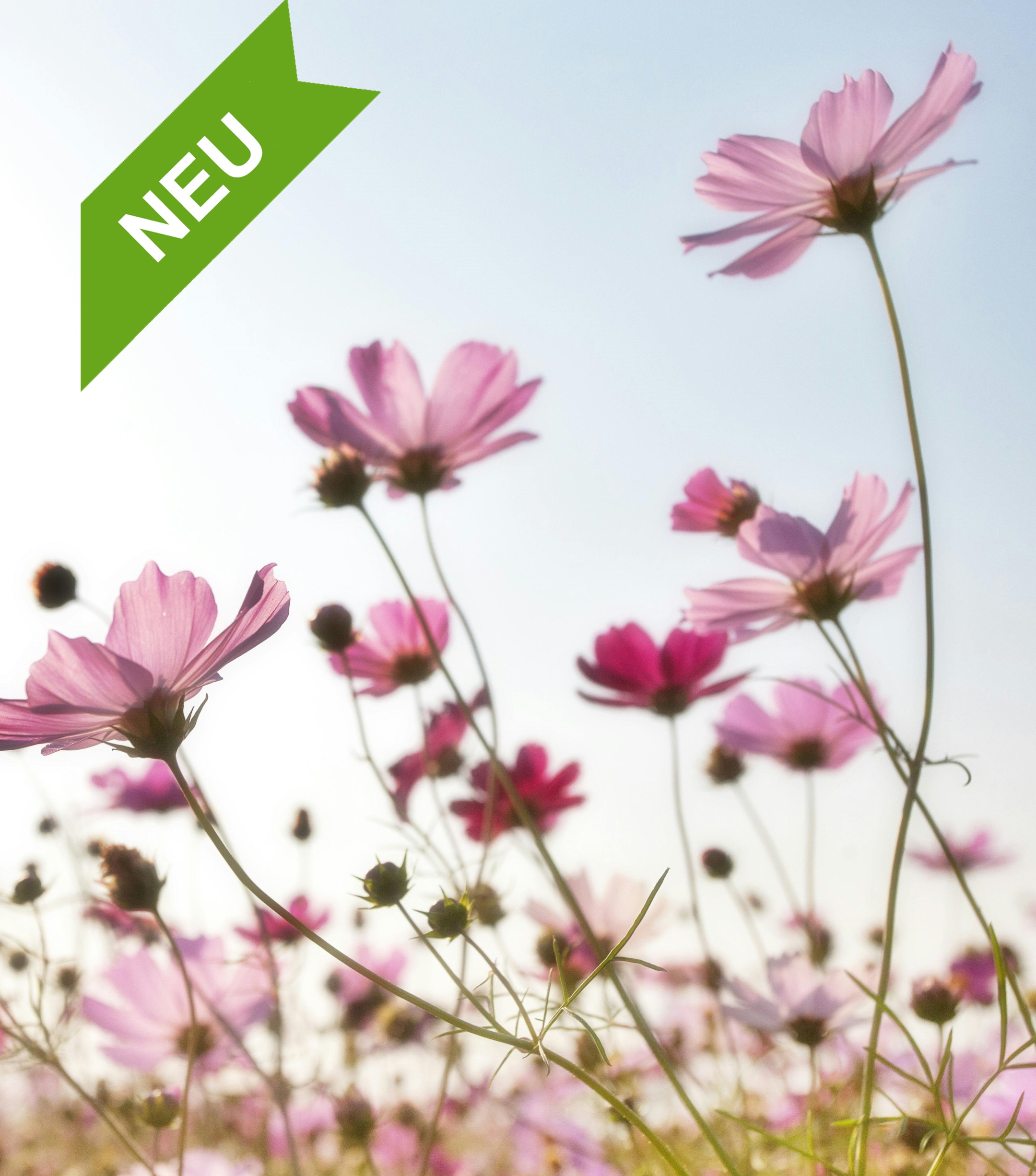 Auf einer Wiese stehen viele rosa Blumen mit langen Stielen. Im Hintergrund ist ein heller Himmel zu sehen. Oben links ist ein grünes Band mit dem Wort „NEU“.