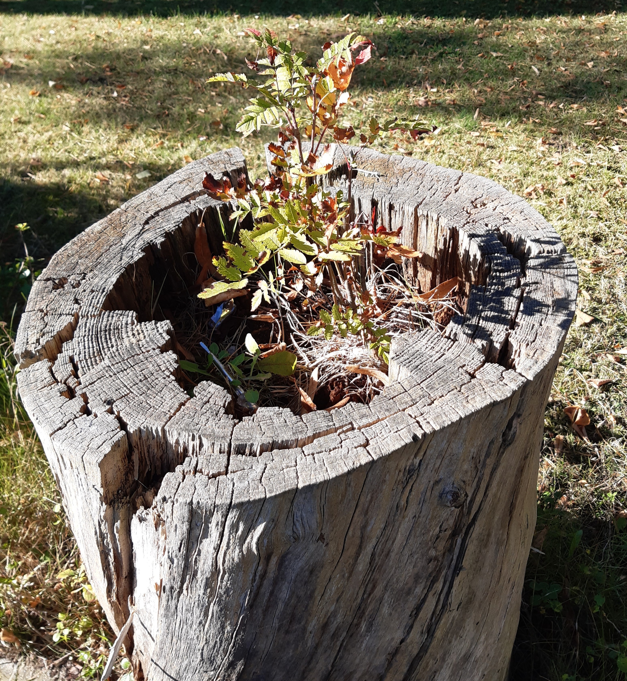kleine Zweige wachsen aus der Mitte eines abgesägten hohlen Baumstumpfes