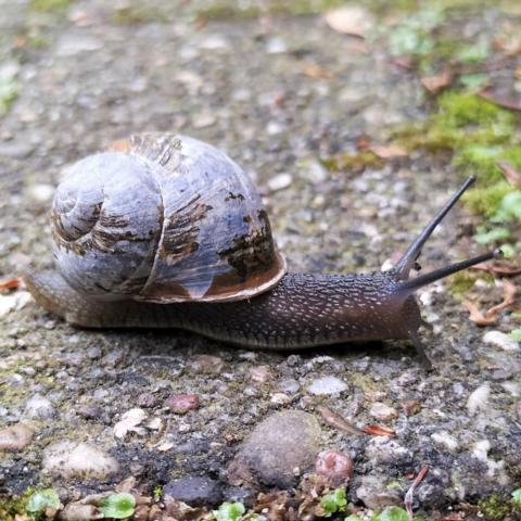 Schnecke auf Asphalt